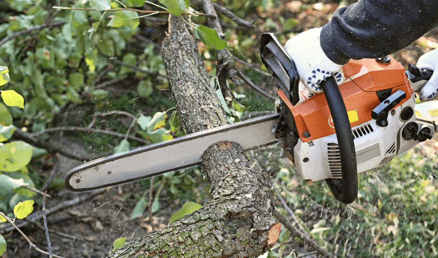 Tree Trimming