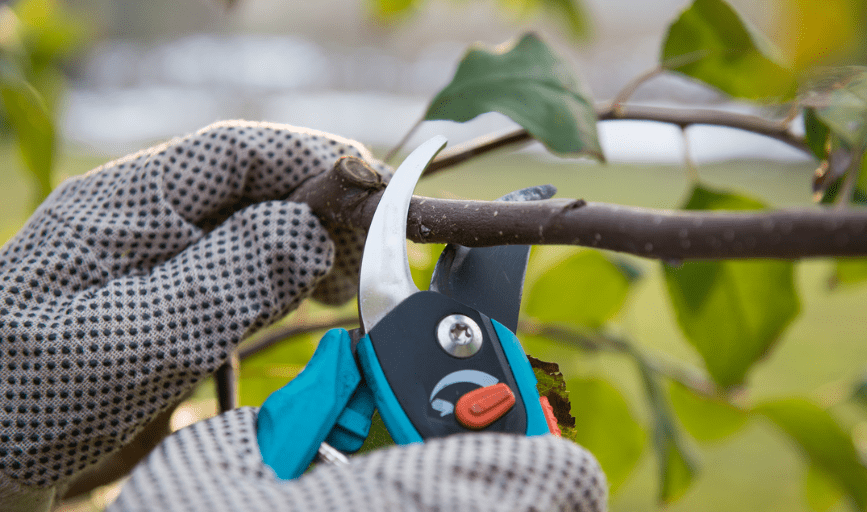 Tree Pruning